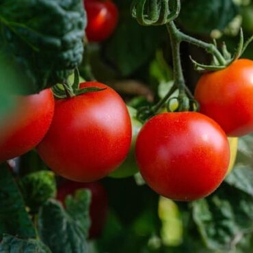 tomatoes